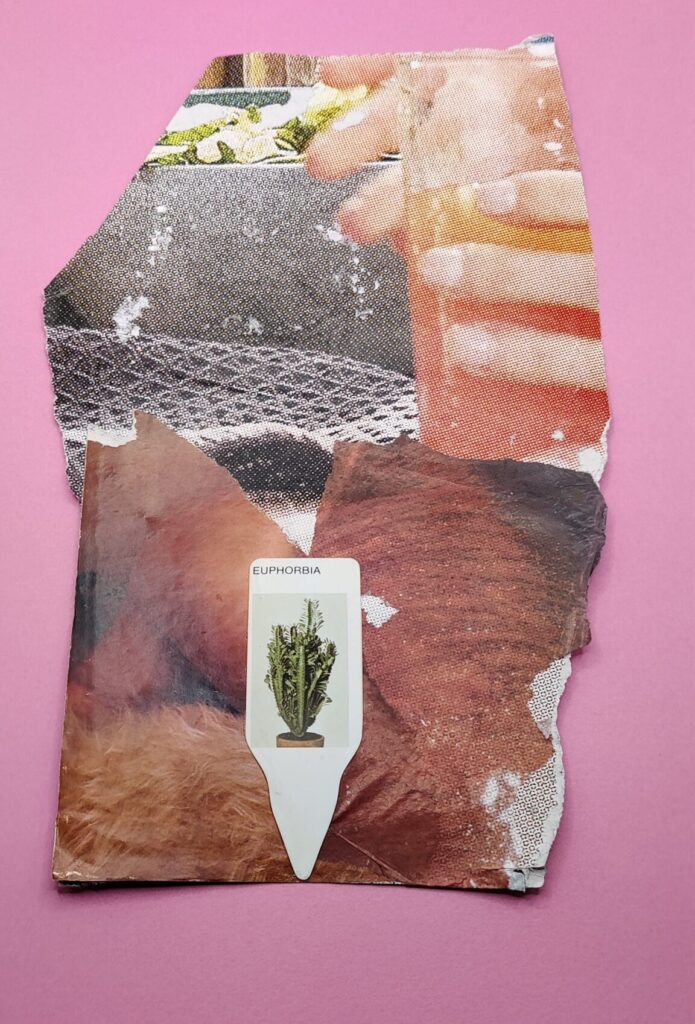 Euphorbia